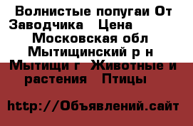 Волнистые попугаи-От Заводчика › Цена ­ 2 500 - Московская обл., Мытищинский р-н, Мытищи г. Животные и растения » Птицы   